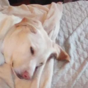 Meet your Posher, Taz